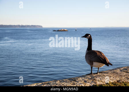 Vogel auf einem Stein saß während eines lebendigen Sonnenuntergang. In Horseshoe Bay, West Vancouver, British Columbia, Kanada. Stockfoto