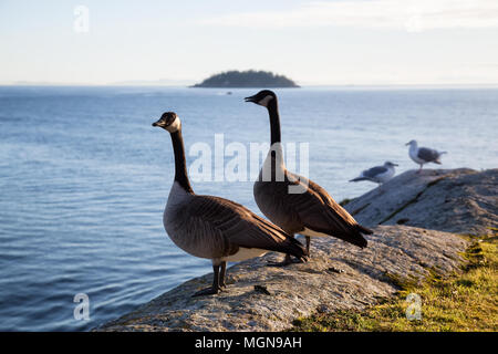 Vogel auf einem Stein saß während eines lebendigen Sonnenuntergang. In Horseshoe Bay, West Vancouver, British Columbia, Kanada. Stockfoto