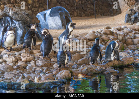 Afrikanische Pinguin (Spheniscus demersus), auch bekannt als die African Black-footed Penguin ist eine Pflanzenart aus der Gattung der gefährdeten Pinguin. Stockfoto