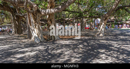 Dieser Banyan Tree wurde im April 1873 gepflanzt und markierte den 50. Jahrestag der christlichen Missionsarbeit in Lahaina. Der Baum wurde aus Indien importiert. Stockfoto