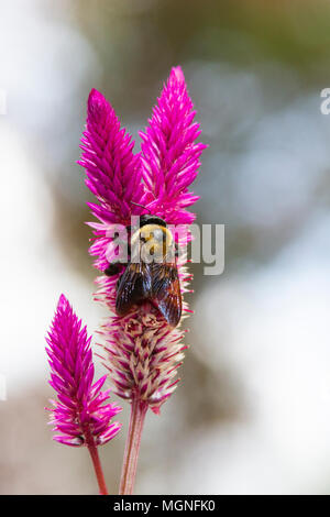 Hummel auf Fireweed, Celosia spicata, blühende bei Mercer Arboretum und Botanischen Gärten im Frühjahr, Texas. Stockfoto