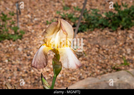 Iris JUNI Sonnenuntergang bei Mercer Arboretum und Botanischen Gärten im Frühling, TX. Stockfoto
