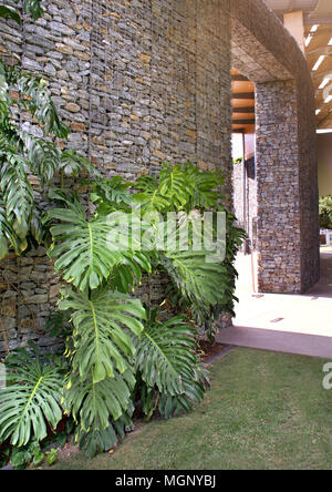 Moderne gabione Wand mit Kletterpflanzen in Munro Martin Parklands in Cairns Queensland Australien Stockfoto