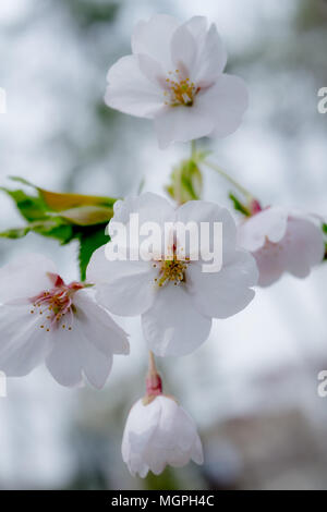 Seokchonhosu See Cherry Blossom Festival. Findet zwischen Anfang bis Mitte April, wenn die Kirschblüten wunderschön embroid der Stadt. Stockfoto