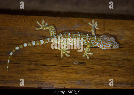 Tokay Gecko (Gekko Gecko) Stockfoto