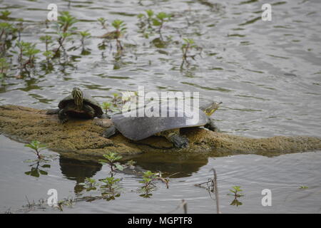 Schildkröten in Ruhestellung Stockfoto