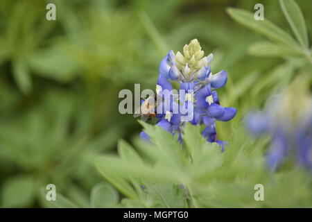 Texas Bluebonnet Stockfoto