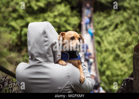 Frau holiding ein kleiner Hund, Chihuahua, in die Arme. In Lynn Tal Hängebrücke, North Vancouver, British Columbia, Kanada. Stockfoto