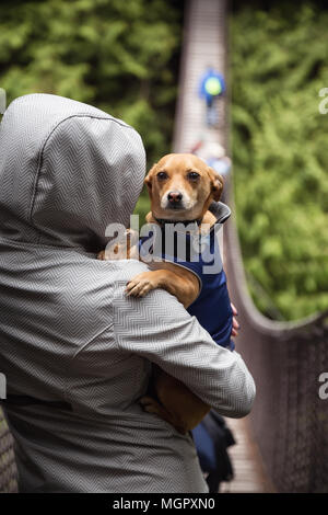 Frau holiding ein kleiner Hund, Chihuahua, in die Arme. In Lynn Tal Hängebrücke, North Vancouver, British Columbia, Kanada. Stockfoto