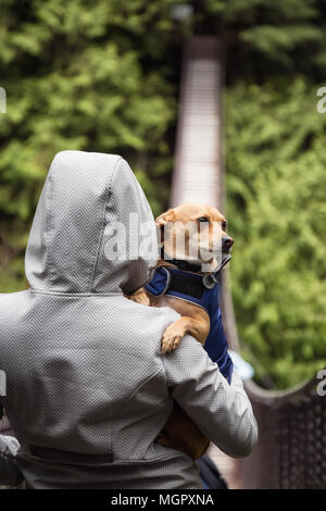 Frau holiding ein kleiner Hund, Chihuahua, in die Arme. In Lynn Tal Hängebrücke, North Vancouver, British Columbia, Kanada. Stockfoto