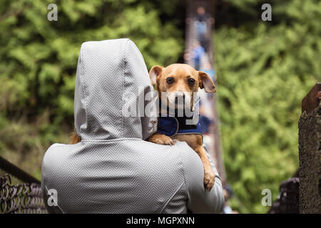 Frau holiding ein kleiner Hund, Chihuahua, in die Arme. In Lynn Tal Hängebrücke, North Vancouver, British Columbia, Kanada. Stockfoto