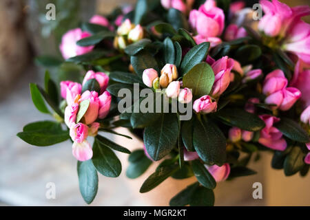 Rosa Azalee Busch im Garten. Jahreszeit blühende Azaleen. blühen rosa Rhododendron im japanischen Garten. selektive Fokus Stockfoto