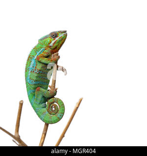 Lebendig Chameleon reptile Stockfoto