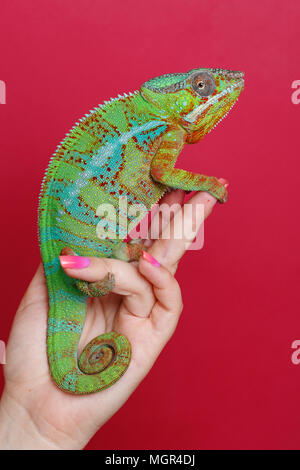 Lebendig Chameleon reptile Stockfoto