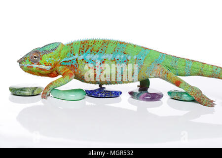 Lebendig Chameleon reptile Stockfoto