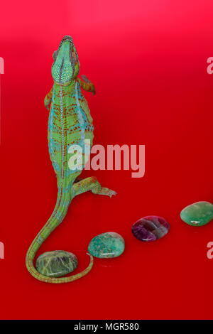 Lebendig Chameleon reptile Stockfoto