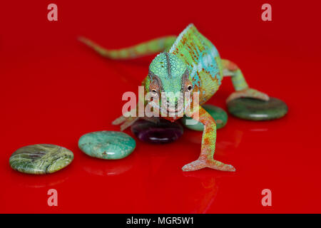 Lebendig Chameleon reptile Stockfoto