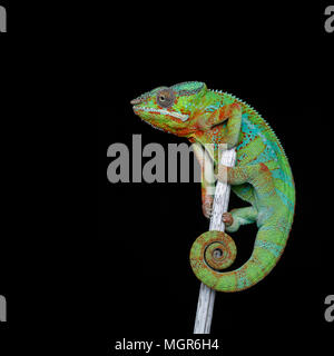 Lebendig Chameleon reptile Stockfoto