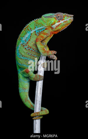 Lebendig Chameleon reptile Stockfoto