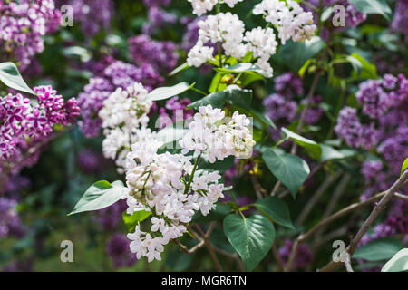 Nahaufnahme des weißen Flieder blühen im Frühling Garten Schweiz Stockfoto