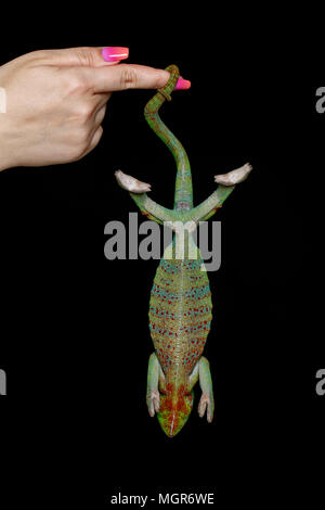 Lebendig Chameleon reptile Stockfoto