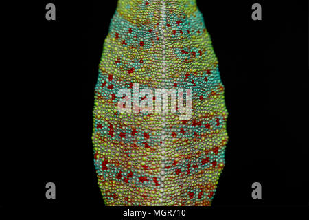 Lebendig Chameleon reptile Stockfoto