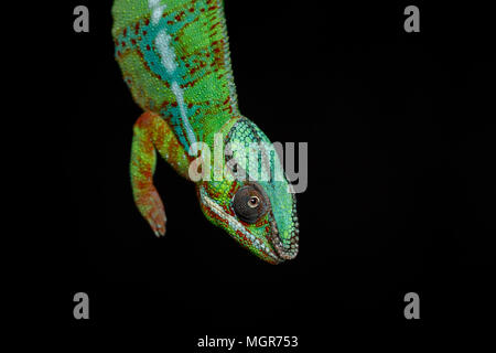 Lebendig Chameleon reptile Stockfoto