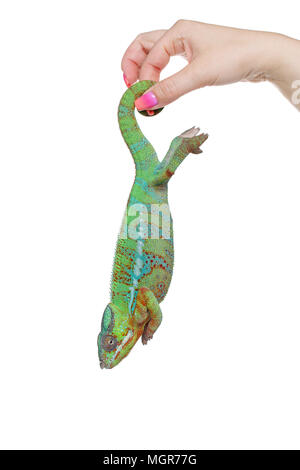 Lebendig Chameleon reptile Stockfoto