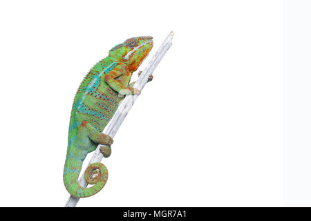 Lebendig Chameleon reptile Stockfoto