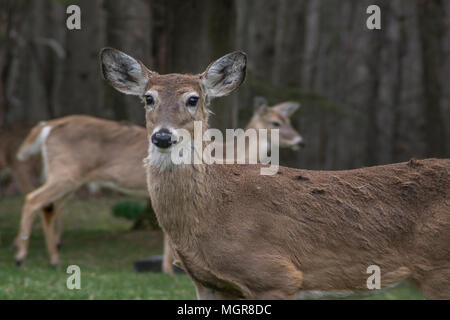 White-Tailed Deer Herde (Odocoileus virginianus) Stockfoto