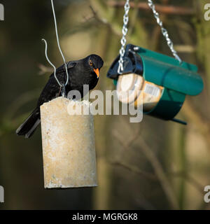 Close-up von hungrigen männliche Amsel auf fat Kuchen oder Nierenfett anmelden, ein Essen & Essen - feststoffeintrag, Garten, North Yorkshire, England, UK. Stockfoto