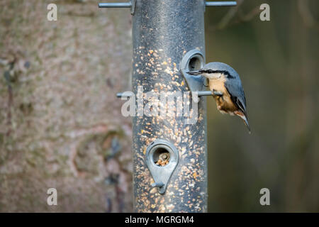 In der Nähe der einzigen, kleinen Kleiber stehend auf der Stange des eine Vogelzufuhr pecking & Essen eine Vielzahl von Samen - Garten, West Yorkshire, England, UK. Stockfoto