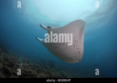 Reef Manta Ray (Mobula alfredi, Manta alfredi) Schwimmen im blauen Wasser, Indischer Ozean, Malediven Stockfoto
