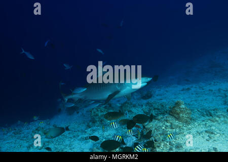 Tigerhai (Galeocerdo cuvier) Schwimmen über Coral Reef Stockfoto