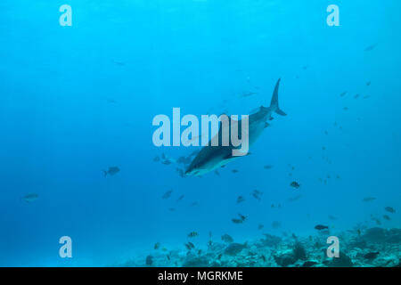 Tigerhai (Galeocerdo cuvier) Schwimmen über Coral Reef Stockfoto