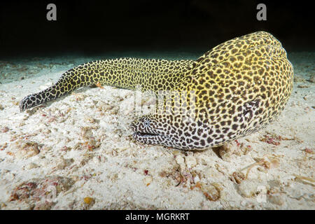 Honeycomb Muränen (Gymnothorax favagineus) schlucken Beute liegt auf dem Sand Stockfoto