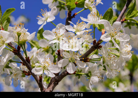 Blühender Zweig der Kirsche, blühenden Frühling im Garten Stockfoto