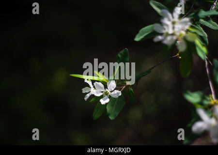 Die weißen Blüten des Jasmin Bush in einem Frühling Garten Stockfoto