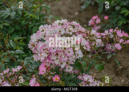 Rose Ballerina Stockfoto