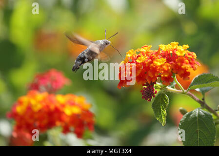 Hawk moth auf der Blume von Lantana camara Stockfoto