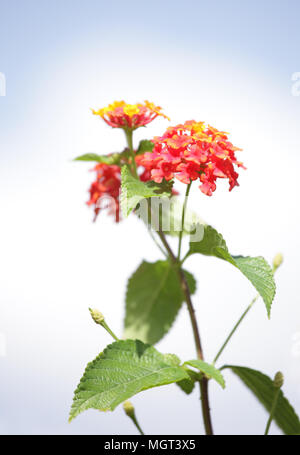 Blume von Lantana camara, auch als spanische Flagge, closeup bekannt Stockfoto