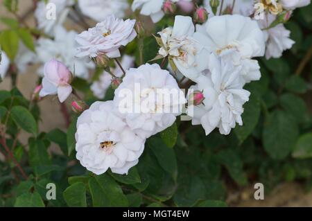 Rose Blush Noisette Stockfoto