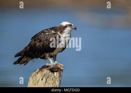 Fischadler, Pandion haliaetus, schöne raptor Fisch essen auf tarcoles Fluß verfangen, Costa Rica. Stockfoto