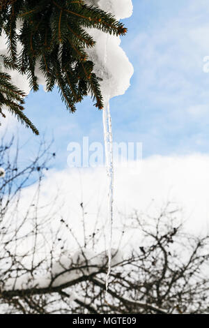 Eiszapfen vom schmelzenden Schnee auf schneebedeckten Zweig des Baumes im sonnigen Wintertag Fichte Stockfoto
