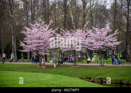 Riga, Lettland. 29. April 2018 Leute genießen Kirschbaum blüht. im Park in der Stadt Riga Quelle: gints Ivuskans/Alamy leben Nachrichten Stockfoto