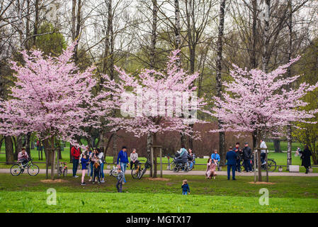 Riga, Lettland. 29. April 2018 Leute genießen Kirschbaum blüht. im Park in der Stadt Riga Quelle: gints Ivuskans/Alamy leben Nachrichten Stockfoto