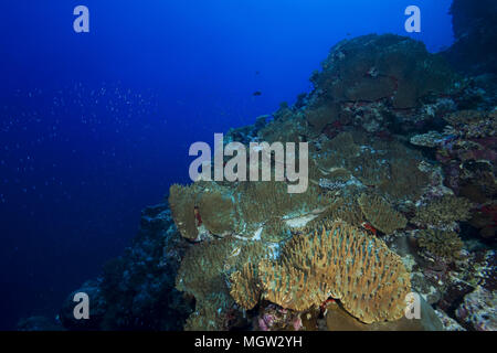 Riff mit Weichkorallen - Leder Korallen Sinularia gibberosa) Stockfoto
