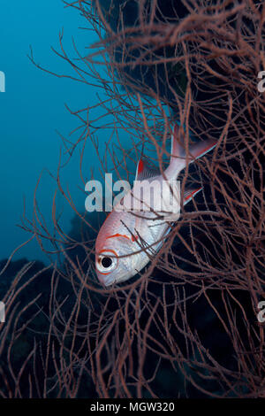 Pinecone Soldierfish (Myripristis murdjan) im Coral Zweige ausblenden Stockfoto