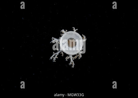 Kopfüber Quallen (Cassiopea Andromeda) in der Nacht Stockfoto