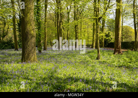 Glockenblumen bedecken den Waldboden in einem sonnendurchfluteten Wald im Frühling, während hohe Bäume im ländlichen England Schatten sprengen Stockfoto